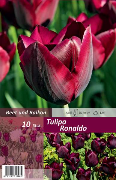 Triumph Tulpen Tulipa Ronaldo