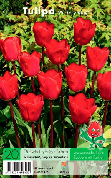 Darwin Hybride Tulpen Rot
