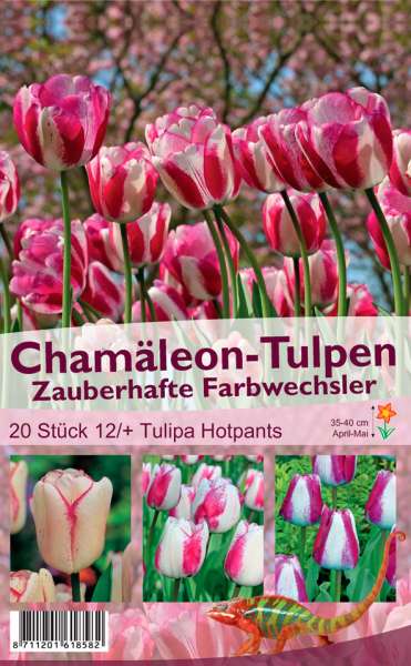 Chamäleon-Tulpen "Tulipa Hotpants"