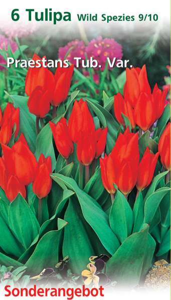 Tulipa Wild Spezies 6 Stück