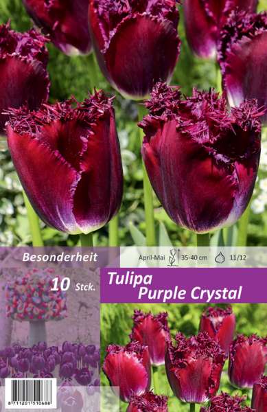 Gefranste Tulpen Tulipa Purple Crystal