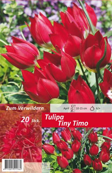 Botanische Wildart Tulpen Tulipa Tiny Timo 20 Stück