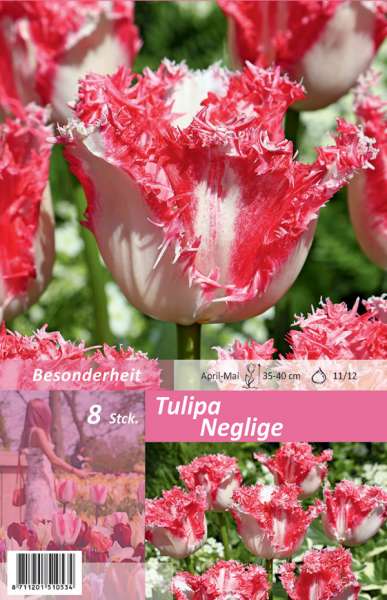 Gefranste Tulpen Tulipa Neglige