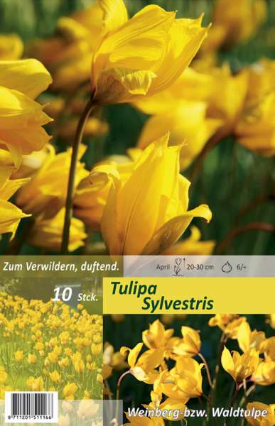 Tulipa Sylvestris