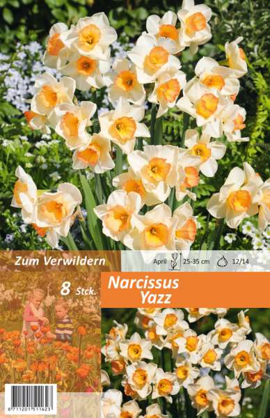 Botanische Narzissen Narcissus Yazz 8 Stück