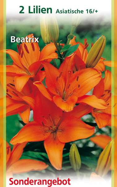 Lilien Asiatische, Beatrix 2 Stück