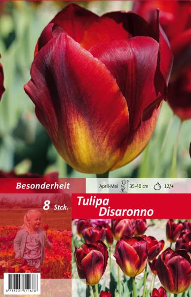 Triumph Tulpen Tulipa Disaronno