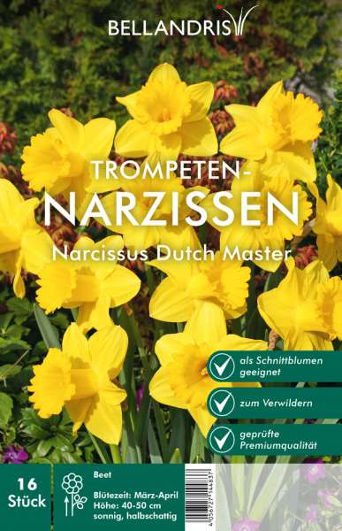 Trompeten-Narzissen Narcissus Dutch Master