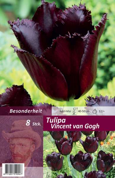Tulipa Vincent van Gogh