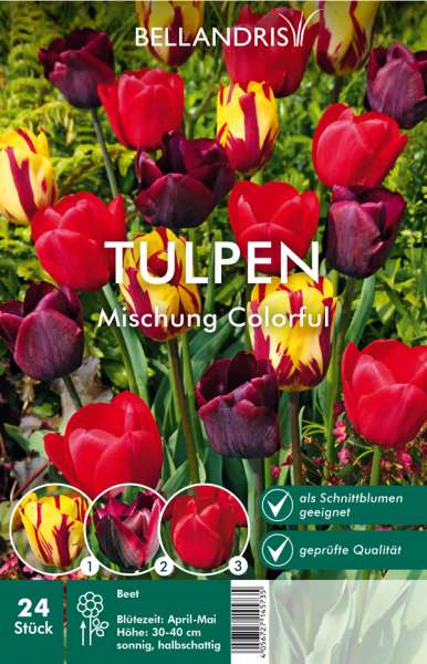 Tulpen Mischung Colorful