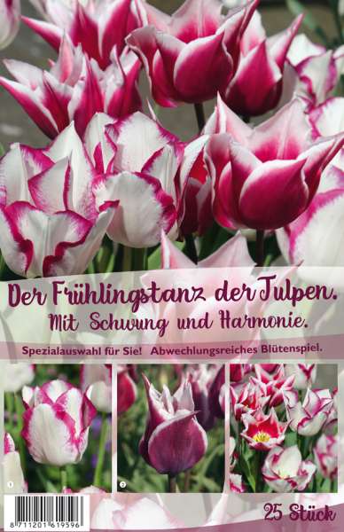 Frühlingstanz der Tulpen 25 Stück