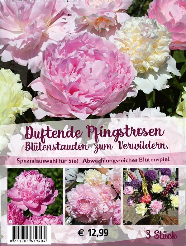 Duftende Pfingstrosen 3 Stück Sommerblüher Blumenzwiebeln