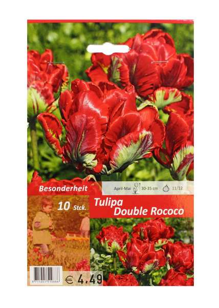 Tulipa Double Rococo