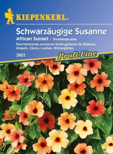 Kiepenkerl Schwarzäugige Susanne African Sunset