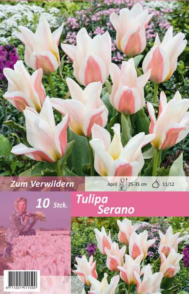 Botanische Tulpen Tulipa Serano