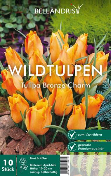 Wildtulpen Tulipa Bronze Charm